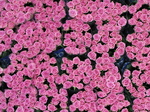 SX23958 Pink roses Bloemenveiling Aalsmeer FloraHolland Flower Auction.jpg